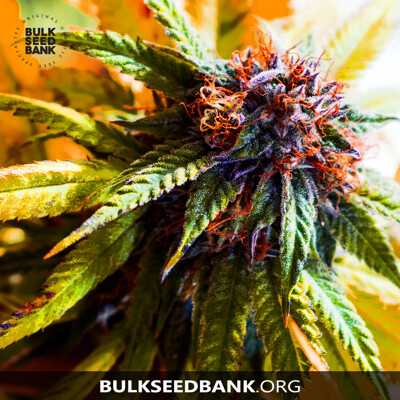 Bulk Seed Bank PURPLE GLAM KUSH 10 db