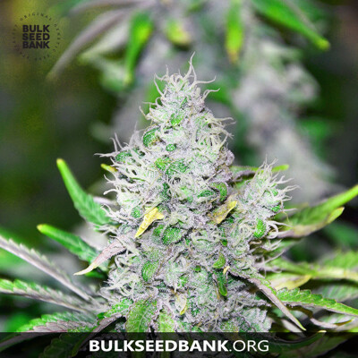 Bulk Seed Bank SPECIAL LIME HAZE od 17,5.-€