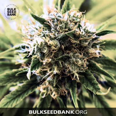 Bulk Seed Bank SPECIAL SKUNK od 17,5.-€