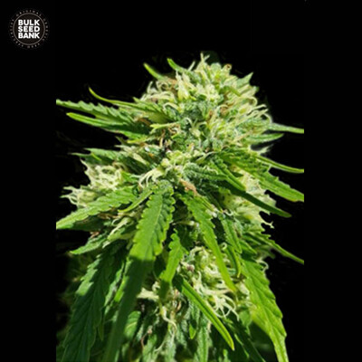 Bulk Seed Bank CBD GOOD WILD SHARK ab 17,5.-€