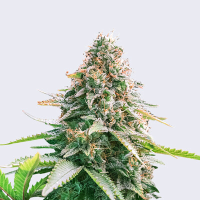 Bulk Seed Bank Auto Gelato Samba from 17,5.-€