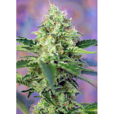 Sweet Seeds Crystal Candy 5 ks