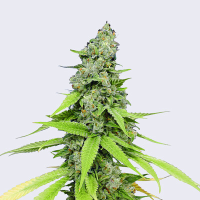 Bulk Seed Bank Auto Grande Crack 10 seeds