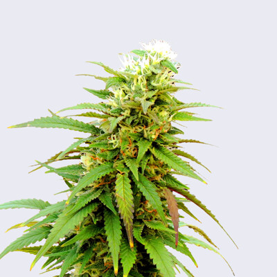 Bulk Seed Bank Auto Zkittly Zi Zi ab 17,5.-€