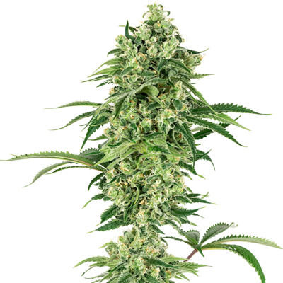 Sensi Seeds Nicole Hindu Kush from 23.- €