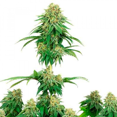 Sensi Seeds Girl Scout Cookies ab 18,5.- €