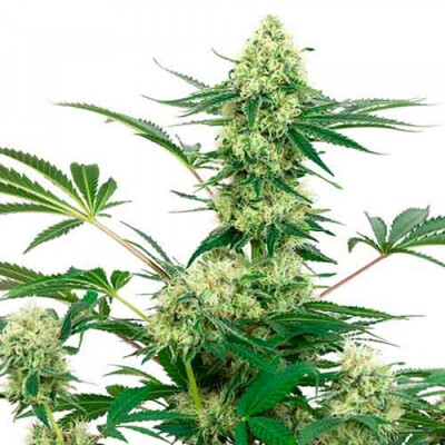 Sensi Seeds Wedding Cheesecake 13,5.- €-tól