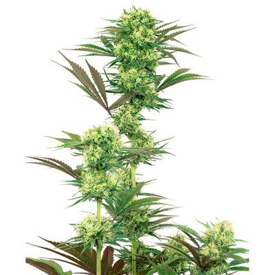 Sensi Seeds Double Banana Kush ab 11,5.- €