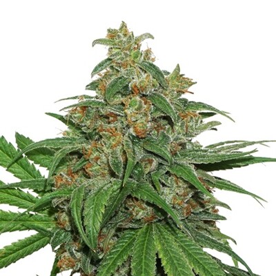 Seedstockers AK 420 25 seeds