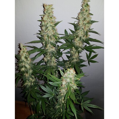 Huba Seed Bank Kush Auto 5 seeds