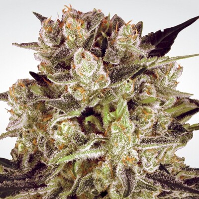 Paradise Seeds Durga Mata II CBD 5 Seeds