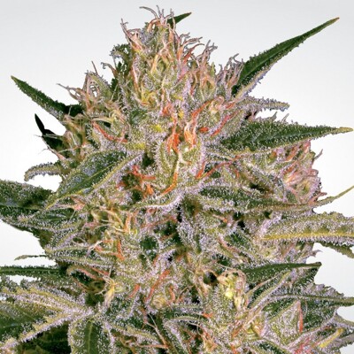 Paradise Seeds Nebula II CBD 5 Seeds