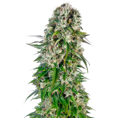 Sensi Seed Big Bud od 35.- €