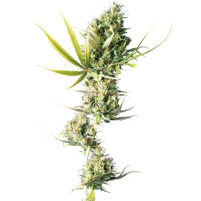 Sensi Seed Durban ab 28.- €