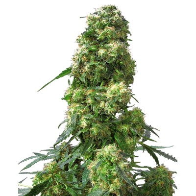 Sensi Seed Early Skunk ab 22.- €