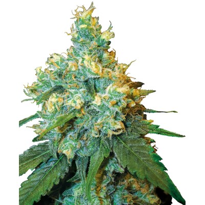 Sensi Seed Jack Herer ab 60.- €