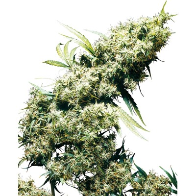 Sensi Seed Jamaican Pearl ab 28.- €