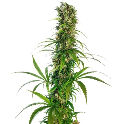 Sensi Seeds Michka from 21.- €-