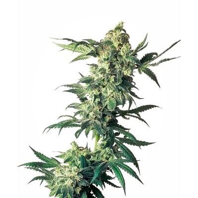 Sensi Seeds Northern Lights from 41.- €