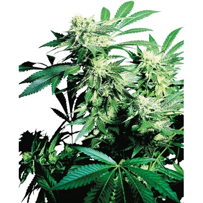 Sensi Seeds Skunk Kush 33.- €-tól