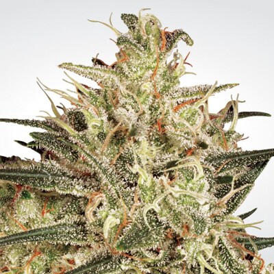 Paradise Seeds Atomical Haze 5 pcs