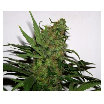 Paradise Seeds Durga Mata from 20 €