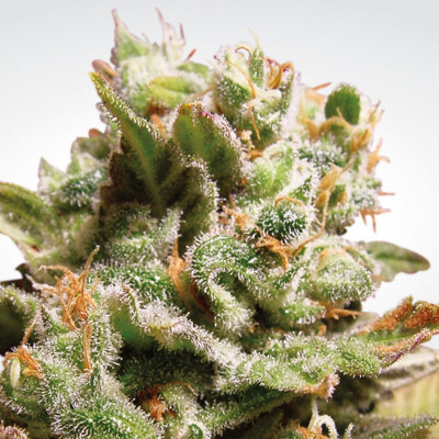 Paradise Seeds Dutch Dragon from 23 €