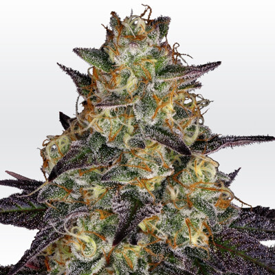 Paradise Seeds El Dorado OG 5 pcs