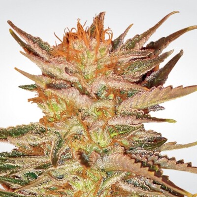 Paradise Seeds Ice Cream 32.- €-tól