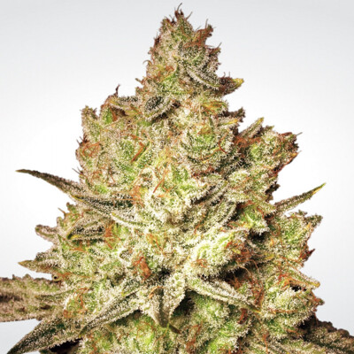 Paradise Seeds Jacky White 32.- €-tól