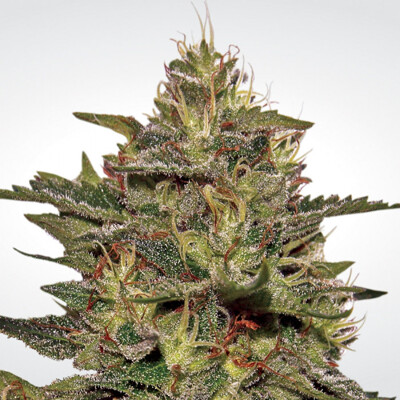 Paradise Seeds Original Cheese (IBL) 26.- €-tól