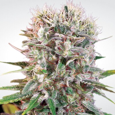 Paradise Seeds Wappa 5 pcs