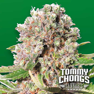 Paradise Seeds Chongs Choice Mendocino Skunk from 26 €