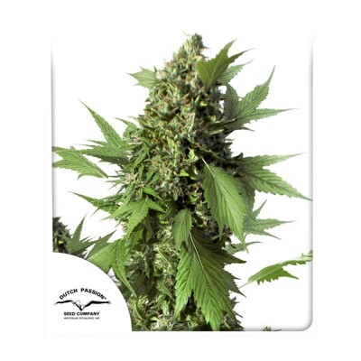 Dutch Passion Seed Company Auto Duck ab 35.- €