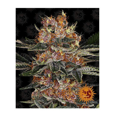 Barney's Farm  Purple Punch Auto 5 seeds