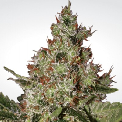 Paradise Seeds Acid from 26 €