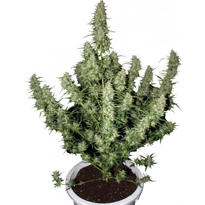 Buddha Seeds Magnum 1 ks