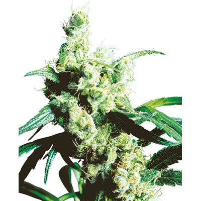 Sensi Seeds Silver Haze from 56.- €