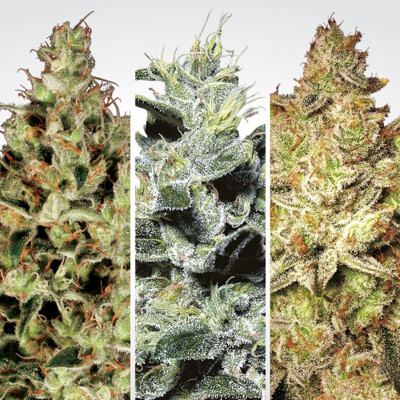 Paradise Seeds Sativa Champions Pack 6 pcs