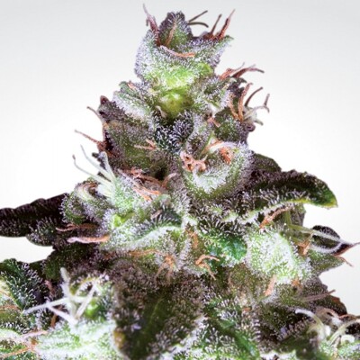 Paradise Seeds Original White Widow (IBL) ab 32,- €