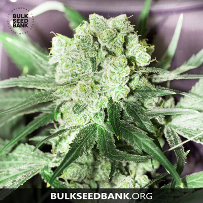 Bulk Seed Bank White Prussian 5 db