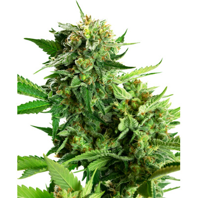 Sensi Seeds Blackberry Cake od 17,50.- €