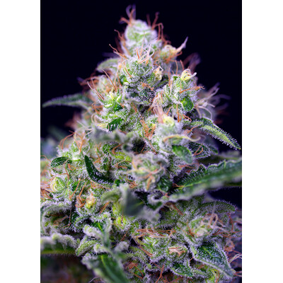 Sweet Seeds Cream Caramel F1 Fast Version 5 db