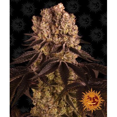 Barney's Farm Purple Punch from 37.5,- €