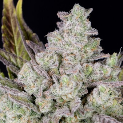 Fast Buds Gorilla Cookies Auto od 13.- €