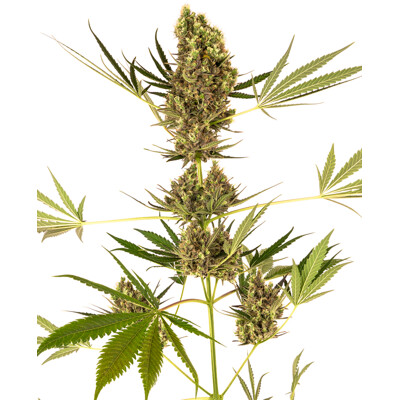 Sensi Seeds Alpine Delight CBD Auto from 31,50.- €