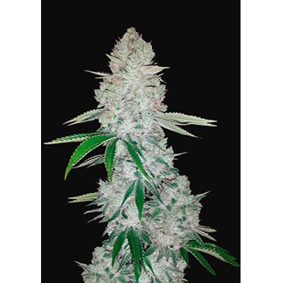 Fast Buds Gorilla Glue Auto (Glue Auto) od 13.- €