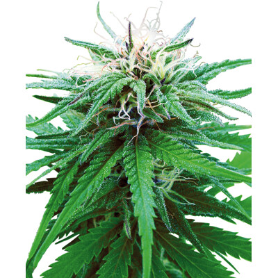 Sensi Seeds Ruderalis Indica Regular 10 pcs