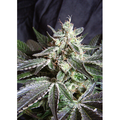 Sweet Seeds Black Jack F1 Fast Version 5 pcs