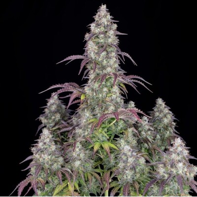 Fast Buds Lemon Pie Auto 1 db